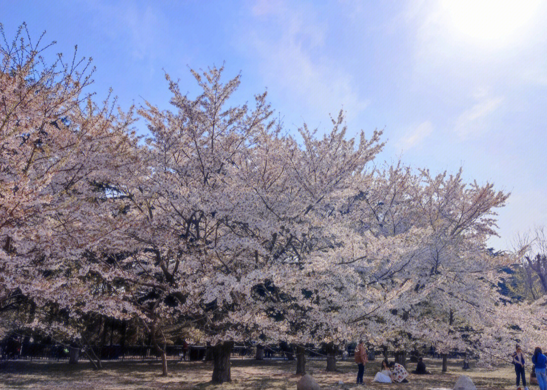 青岛中山公园樱花