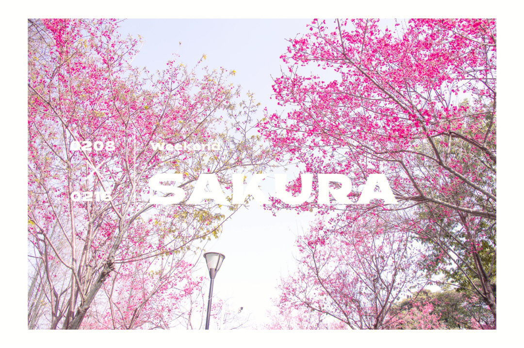 广州春日的樱花是你sakura