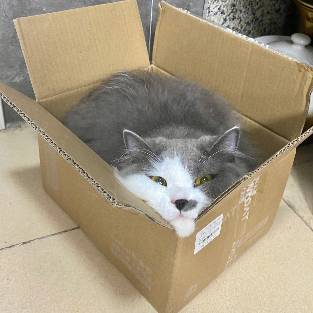 在箱子里面的一只猫 库存例证. 插画 包括有 照片, 容器, 发运, 例证, 丝带, 存贮, 玩具, 动画片 - 33692321