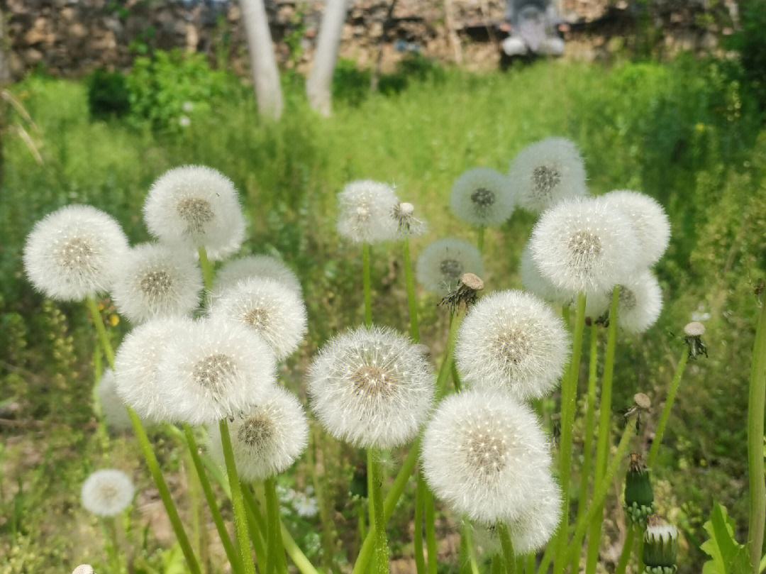 春天里的蒲公英