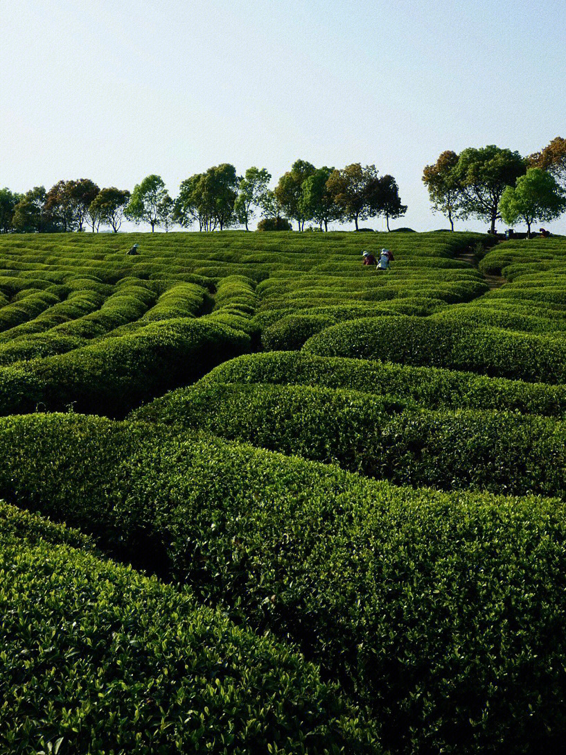 南京中国最美茶园家喻户晓影视剧取景地