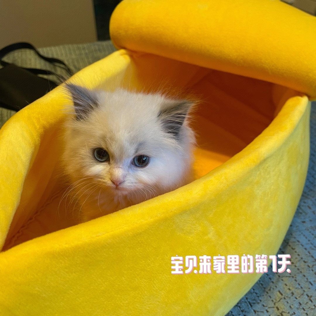 小奶猫喂养篇布偶猫