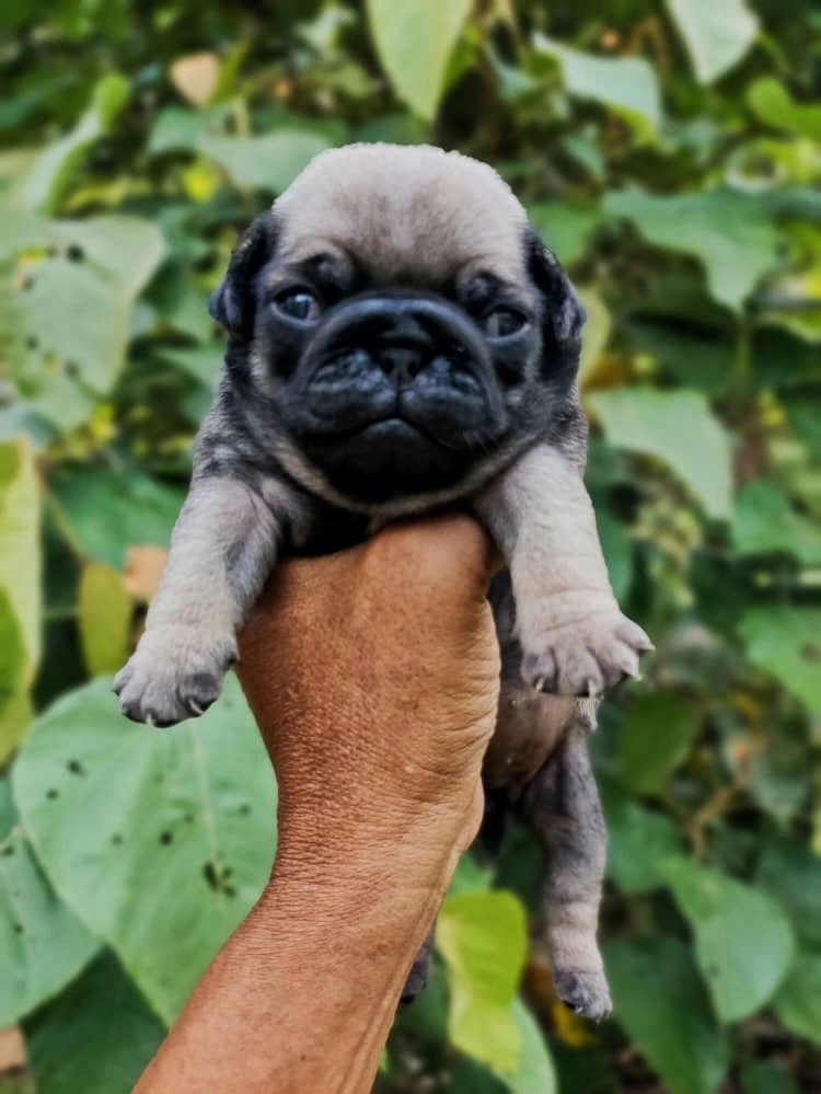 巴哥犬pug