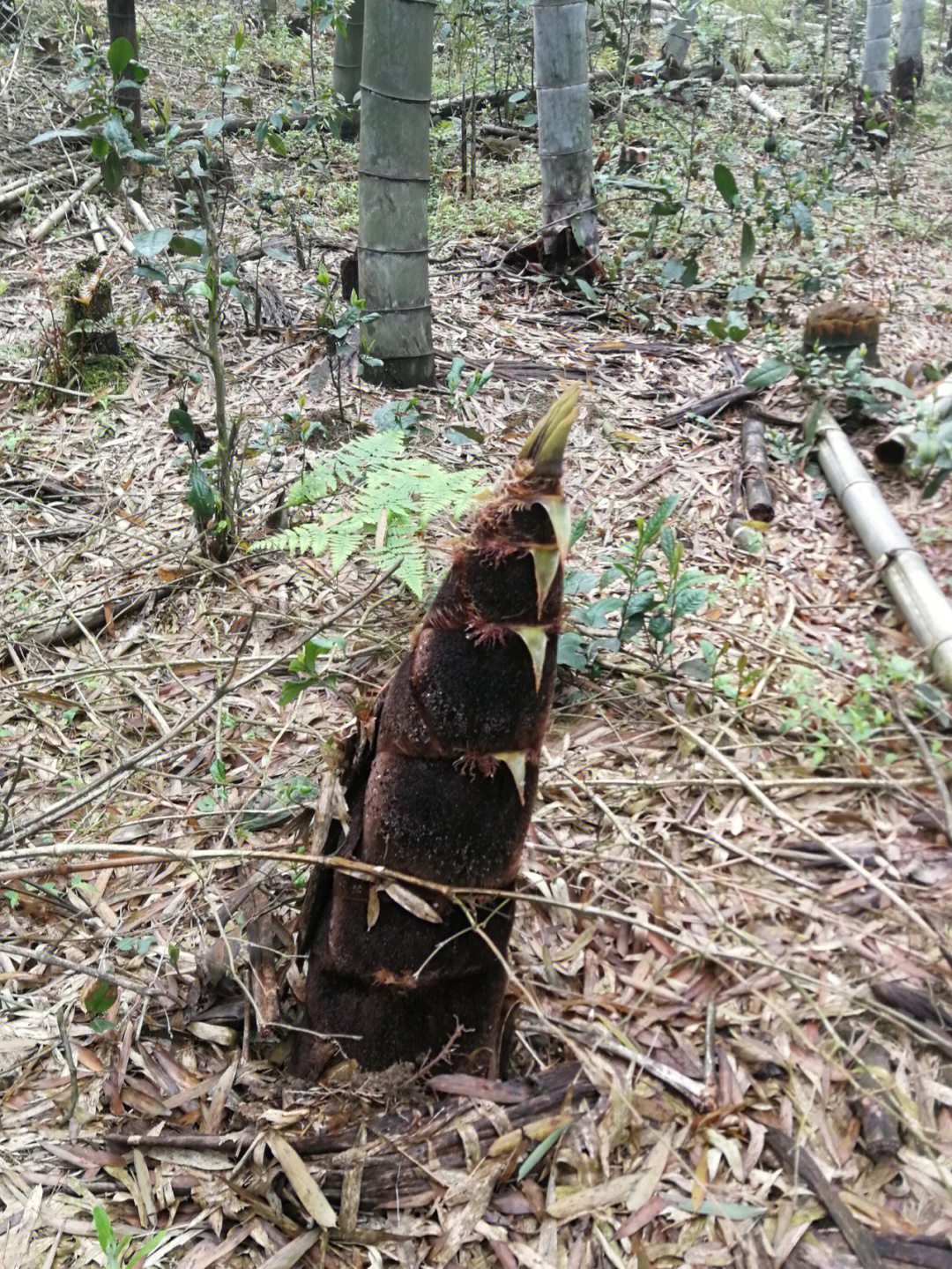 还可以采摘春茶,竹笋.假期收获满满.