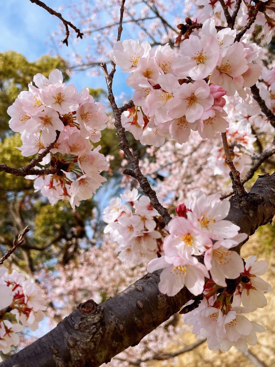 2022年3月樱花季