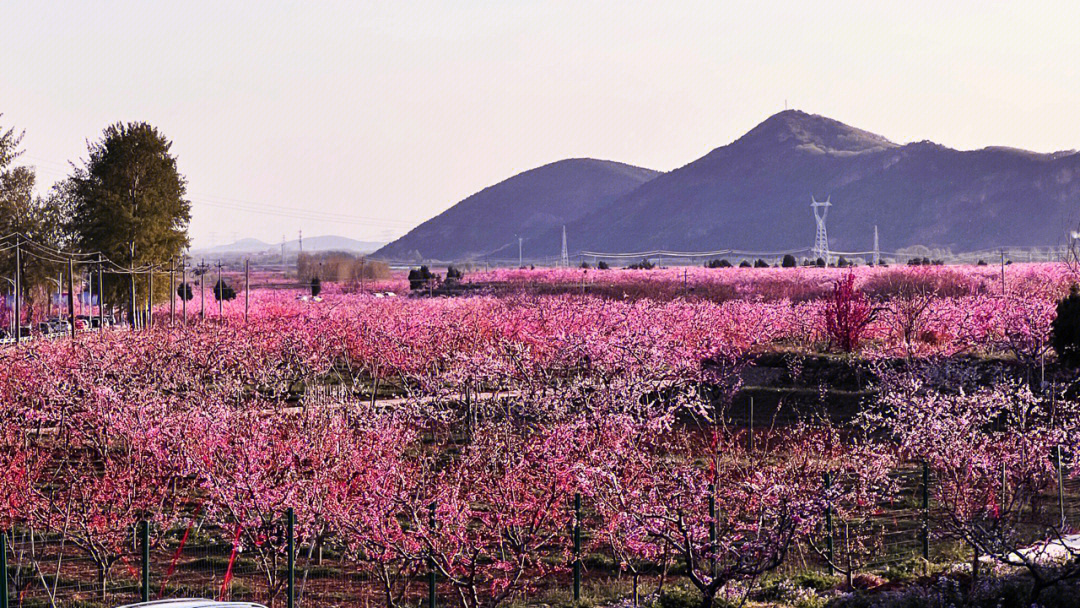 4月平谷桃花海最真实的样子