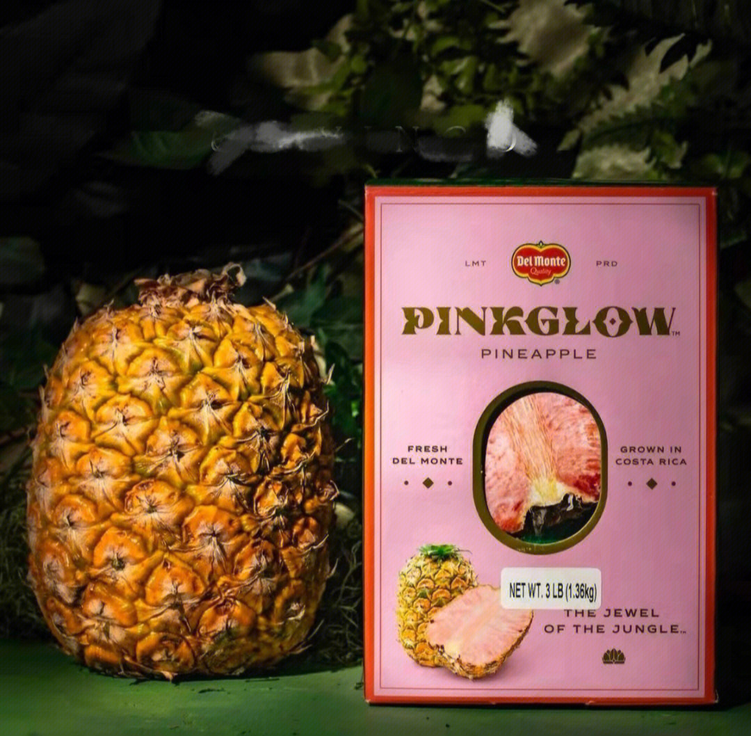 丛林中的粉钻哥斯达黎加pinkglow粉菠萝