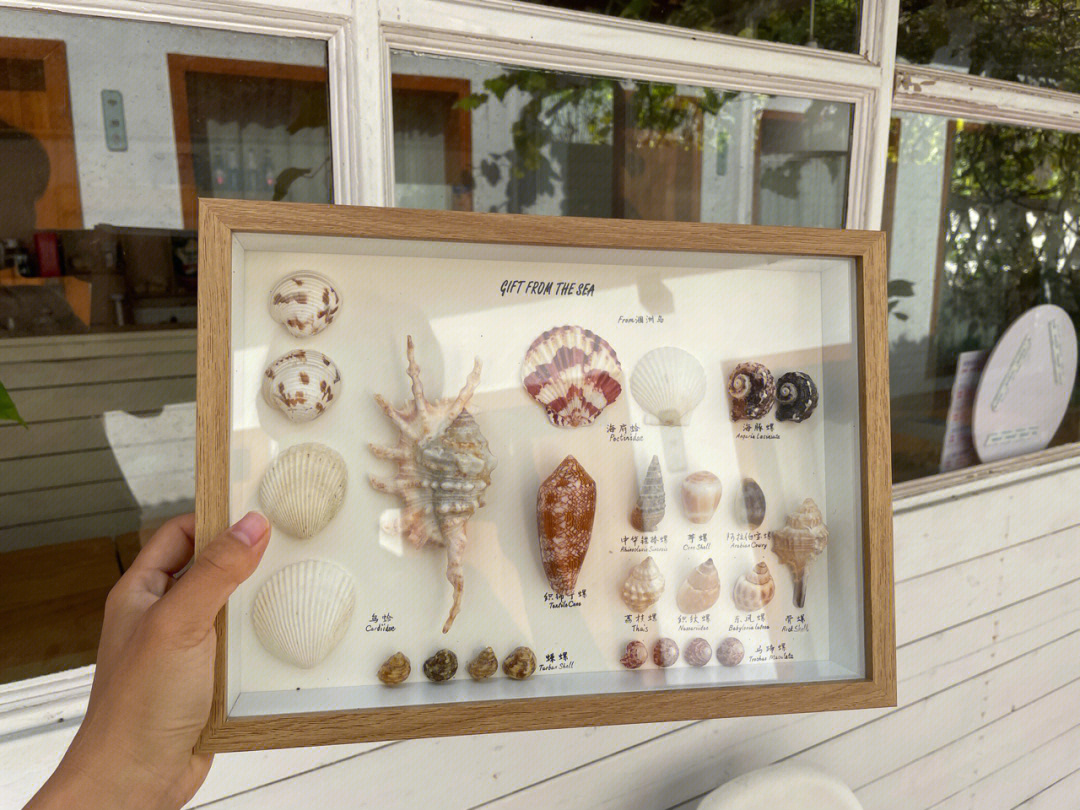 从海边捡回来的贝壳手工做成贝壳标本