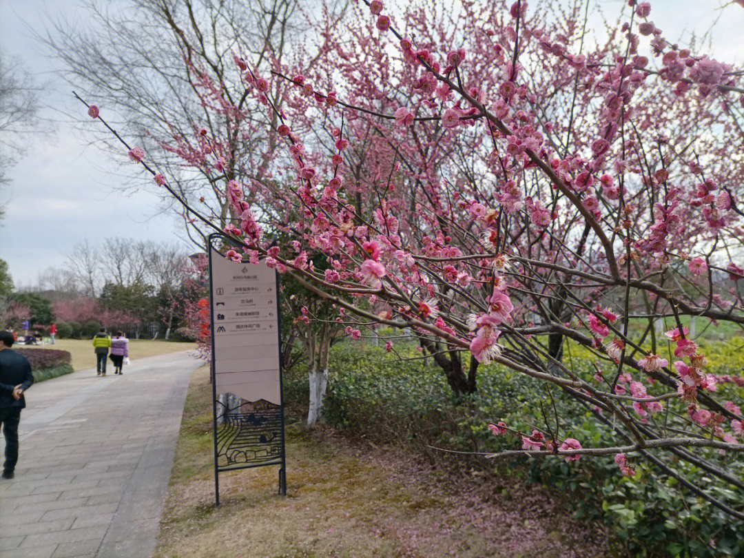 杭州白马湖踏春赏梅