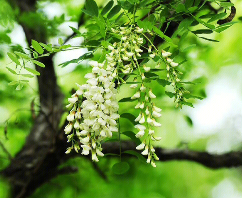 槐花开满了枝头,一簇簇,一串串,一朵朵,洁白无瑕,其香气浓郁清新,似