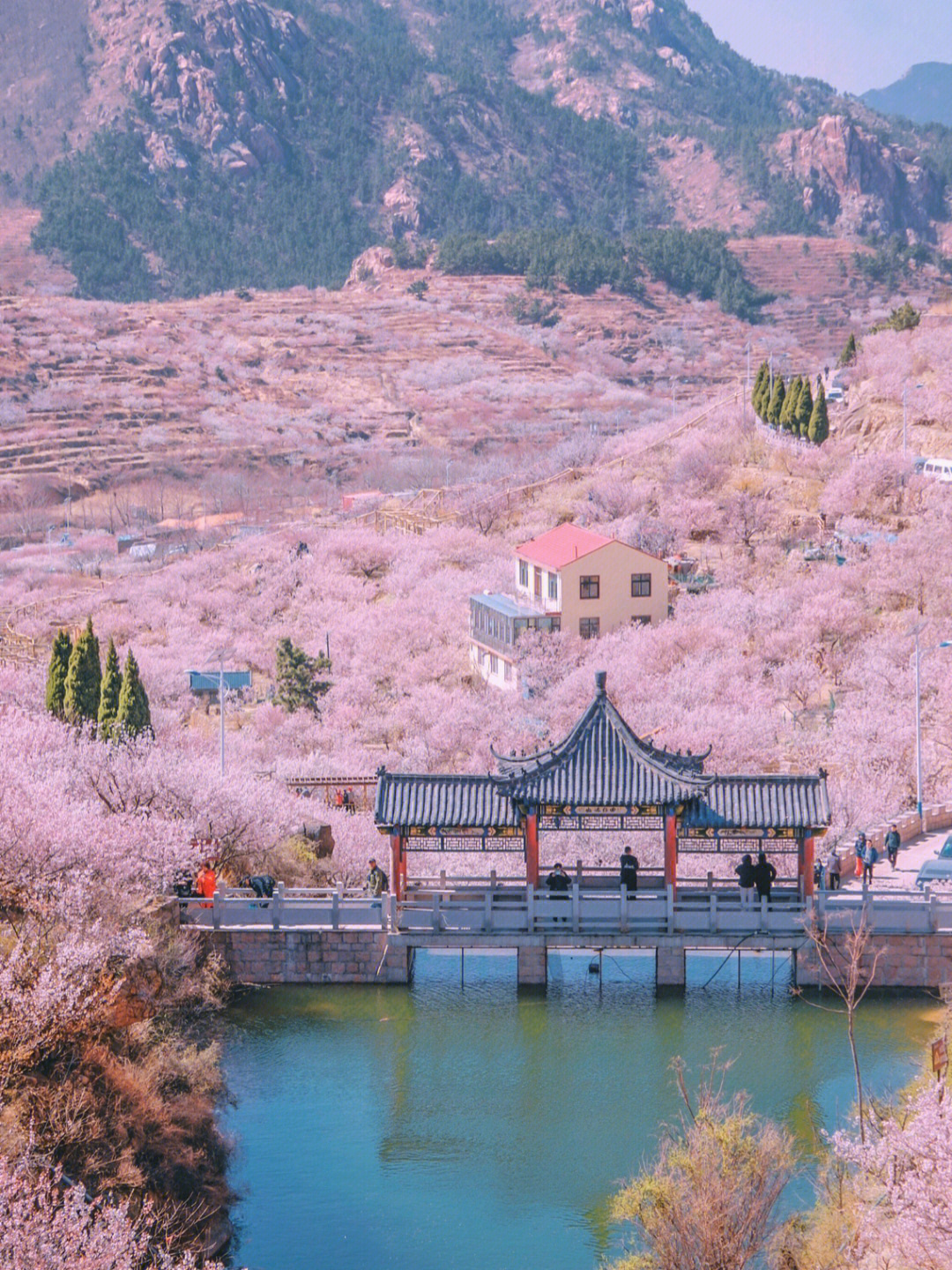 青岛崂山又是一年崂山樱桃花烂漫时