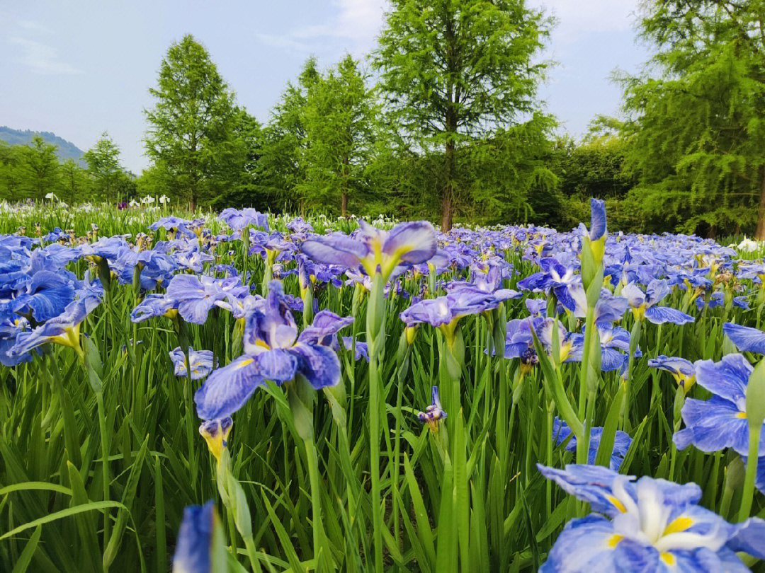 花菖蒲