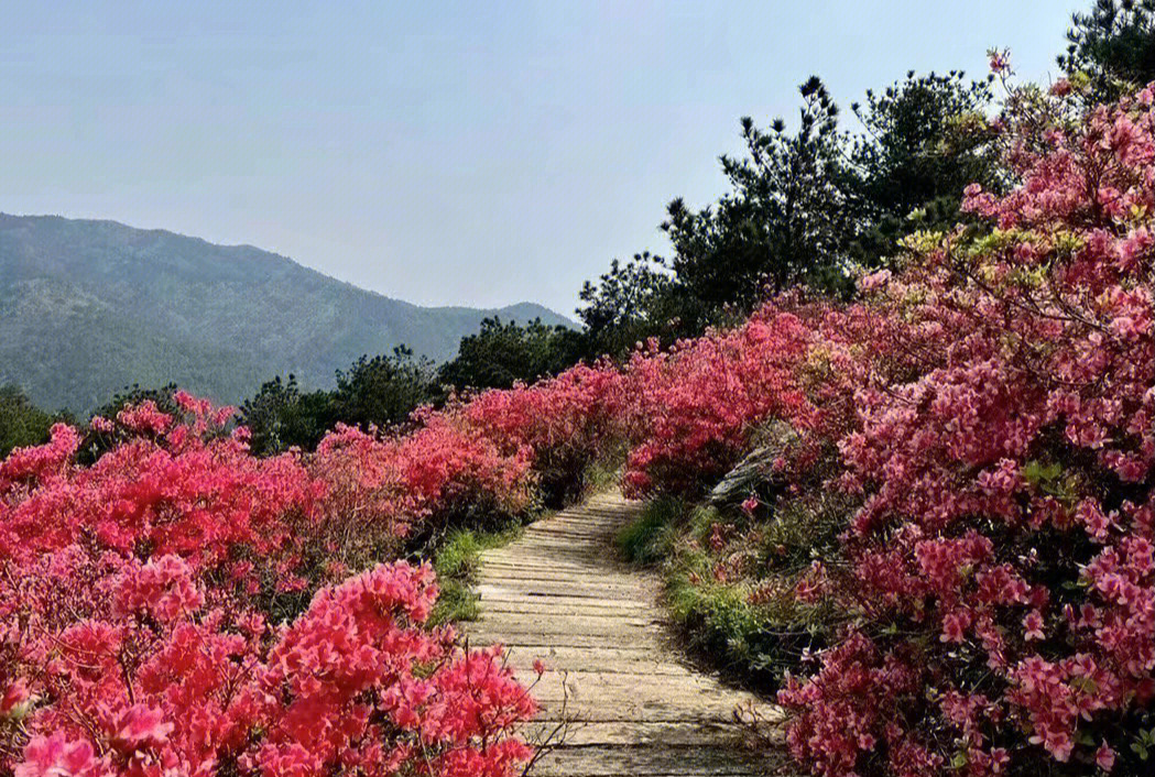 漫山遍野杜鹃红