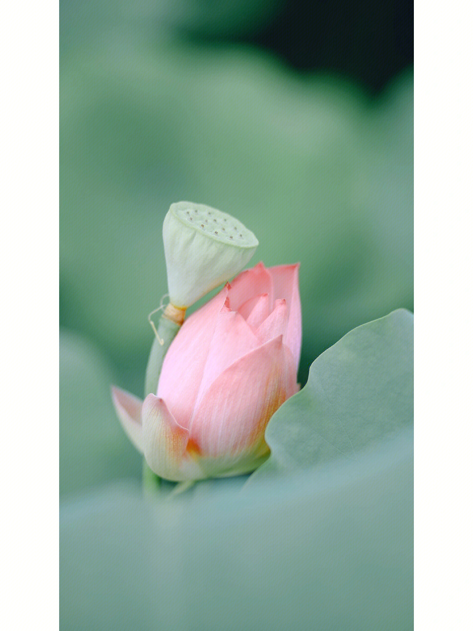 重庆华岩寺夏日荷花好运莲莲小清新色调