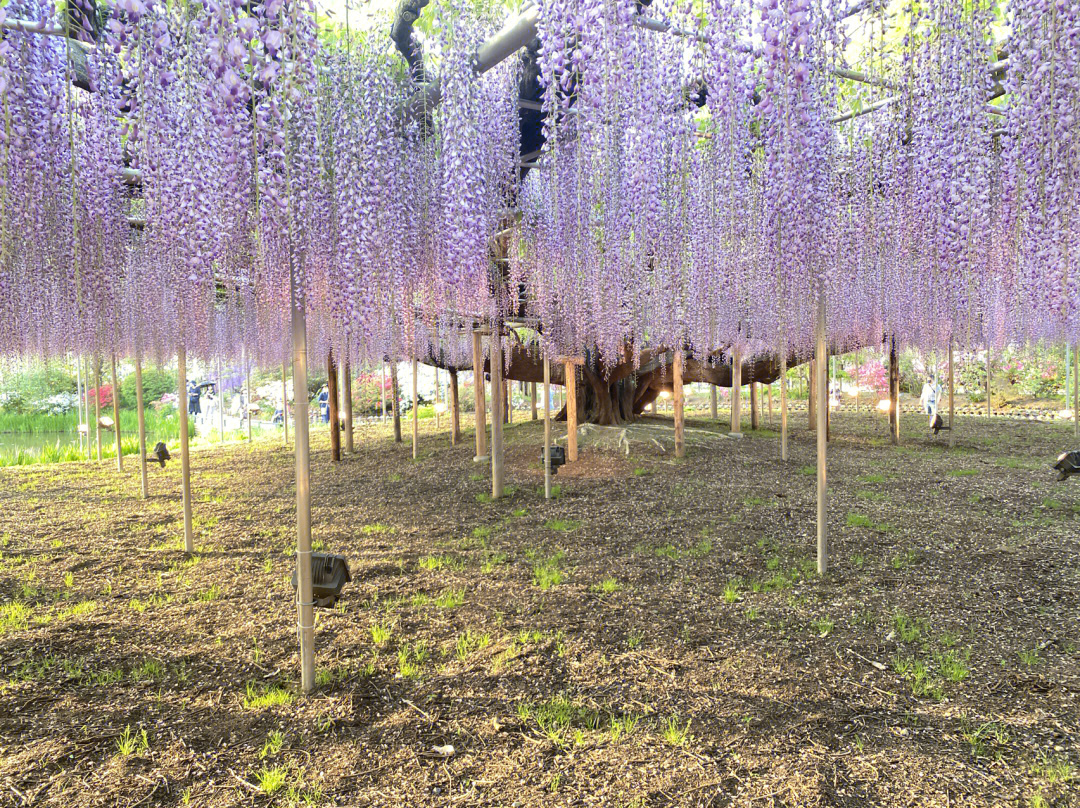 栃木县足利市花卉公园的紫藤花物语