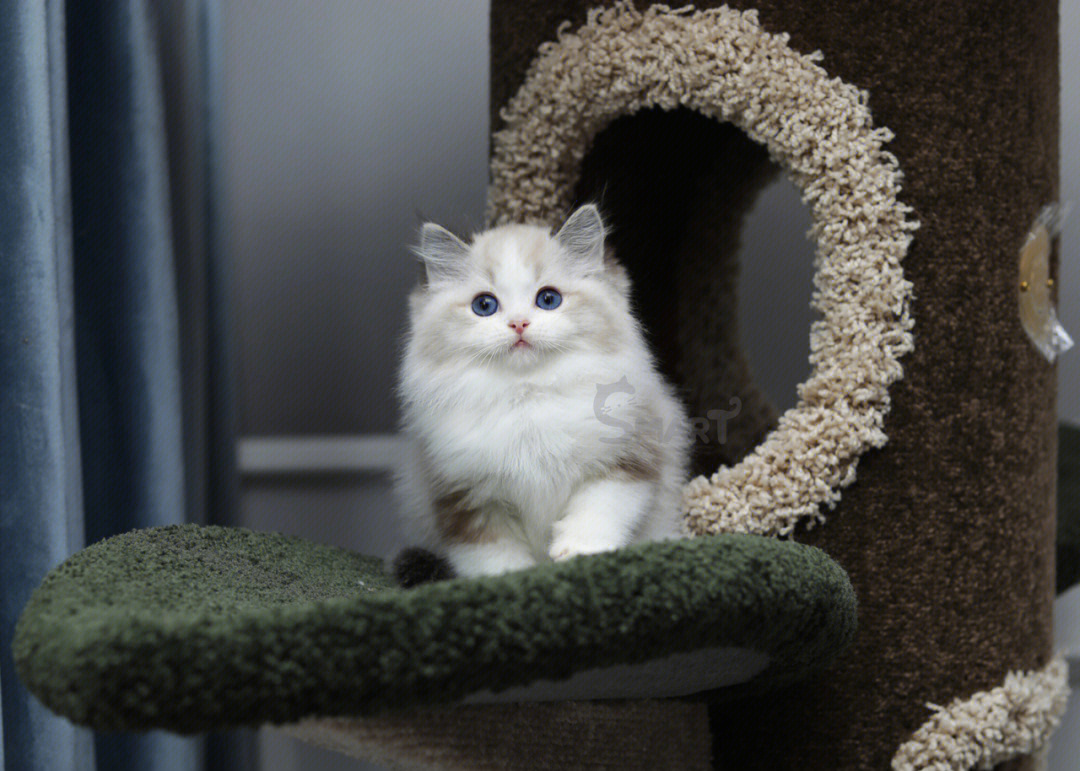 海豹山猫双色布偶猫