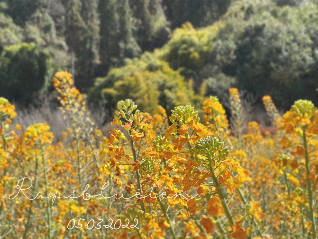 在惊蛰这天去安宁看了彩色油菜花花瓣自带油画质感 色彩柔和而丰富