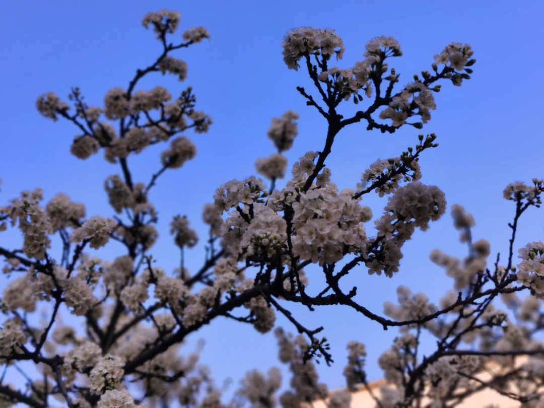 一枝梨花压海棠