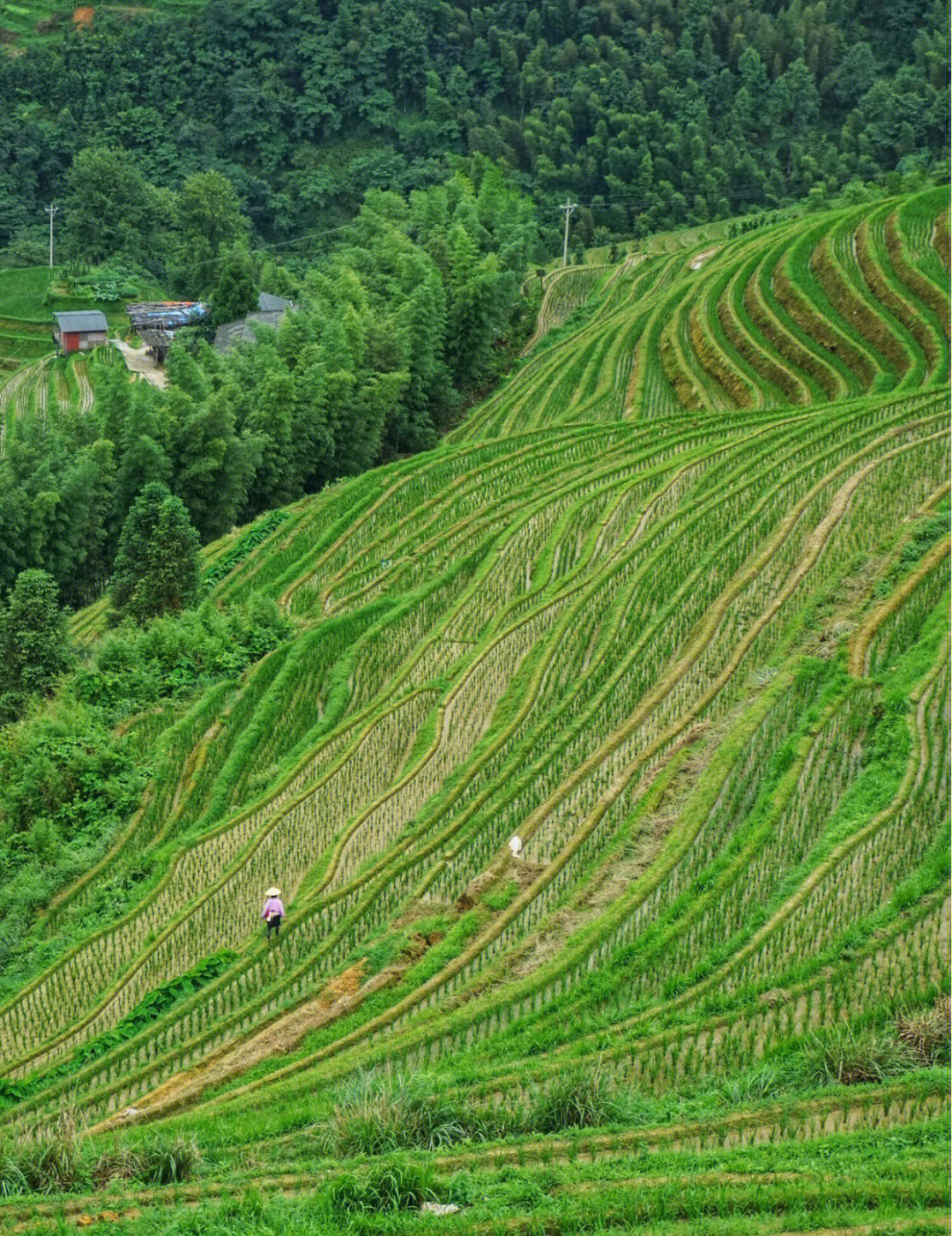 桂林周边玩龙脊梯田