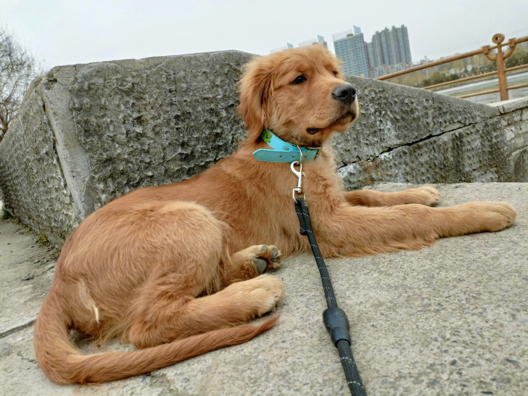 小金毛幼犬身上有肿块