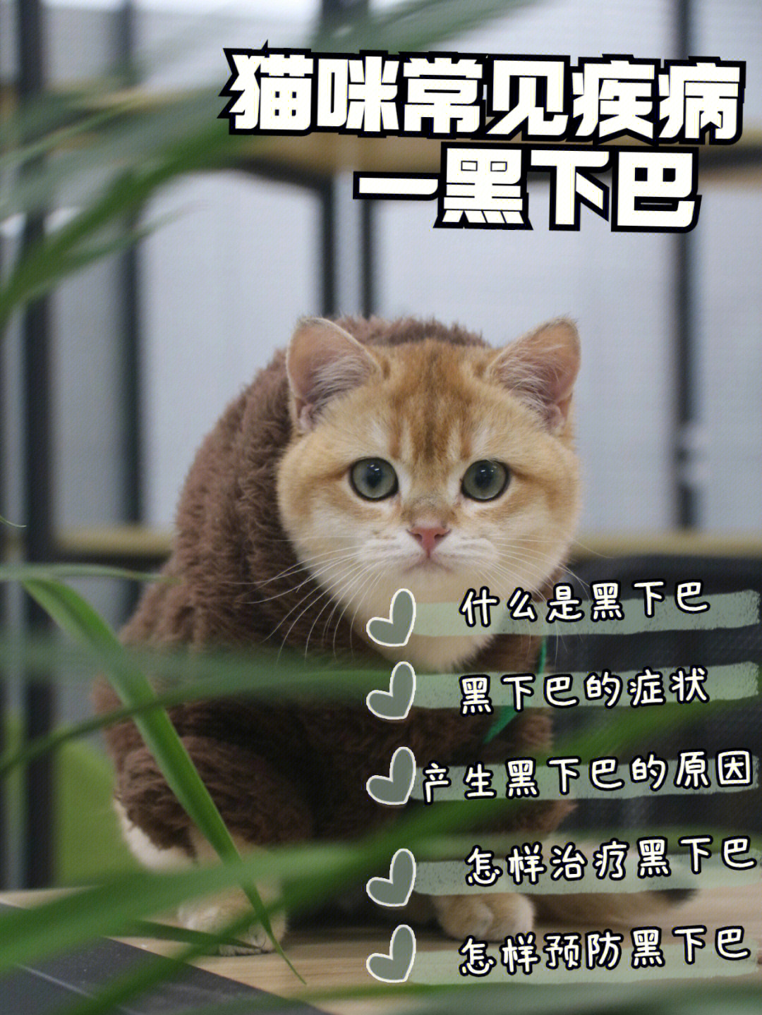 新手养猫猫咪常见疾病黑下巴篇