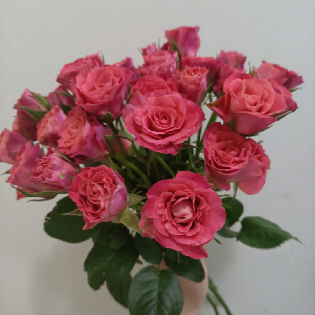 鲜花分享之茜茜公主多头玫瑰