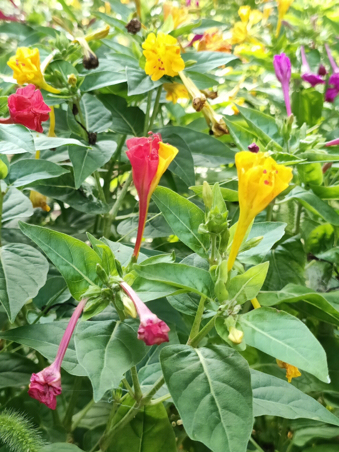 地雷花桃子花椒树