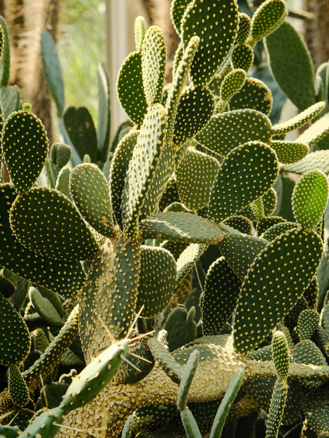 仙湖植物园仙人掌系列