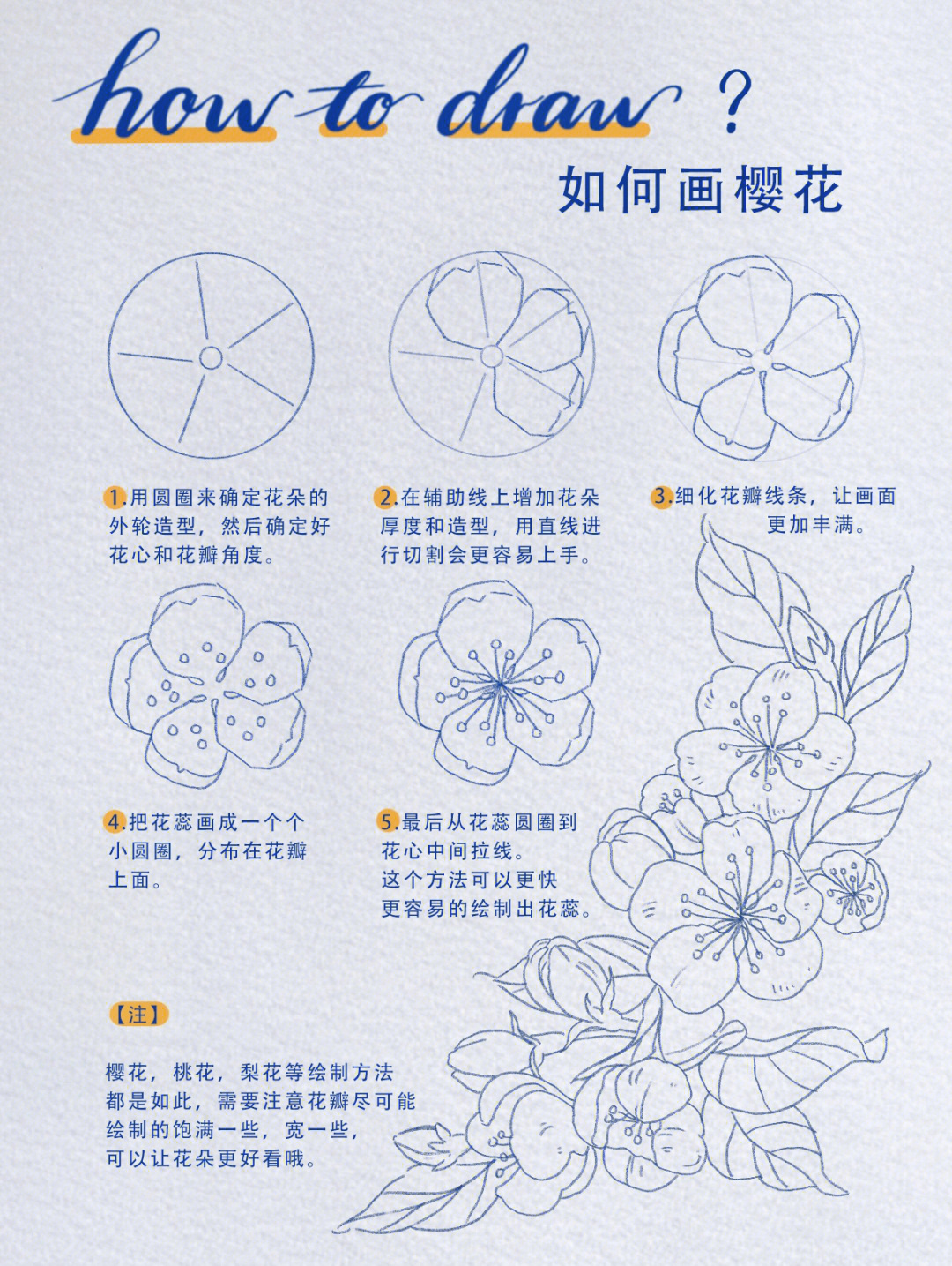 如何画樱花画植物如此简单09线描速写