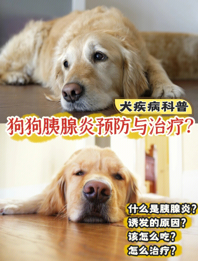 犬疾病科普狗狗胰腺炎预防与治疗