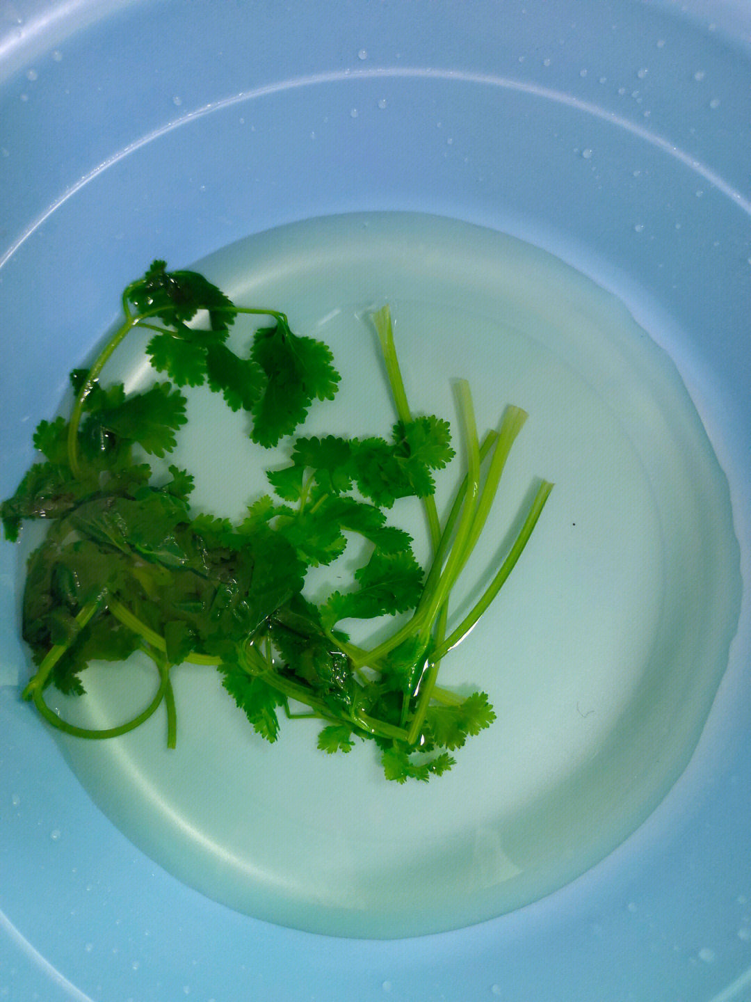 祛斑新技能 香菜水洗脸