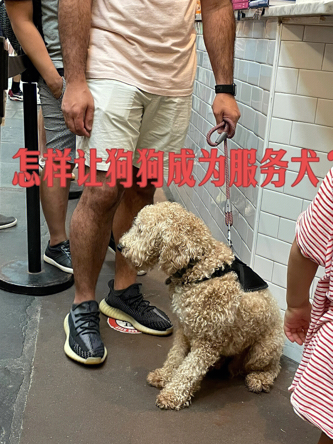 北美怎样让你的狗狗成为服务犬?